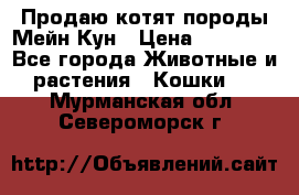 Продаю котят породы Мейн Кун › Цена ­ 12 000 - Все города Животные и растения » Кошки   . Мурманская обл.,Североморск г.